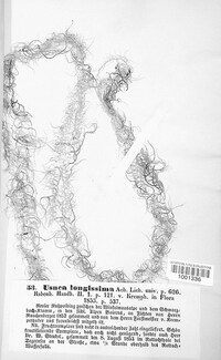 Dolichousnea longissima image